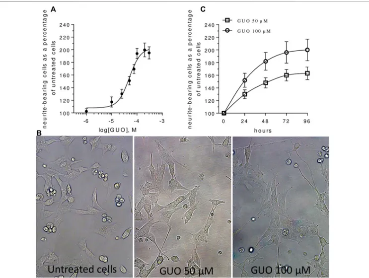FIGURE 1 | Guanosine induces SH-SY5Y neuroblastoma cell differentiation in a dose- and time-dependent manner