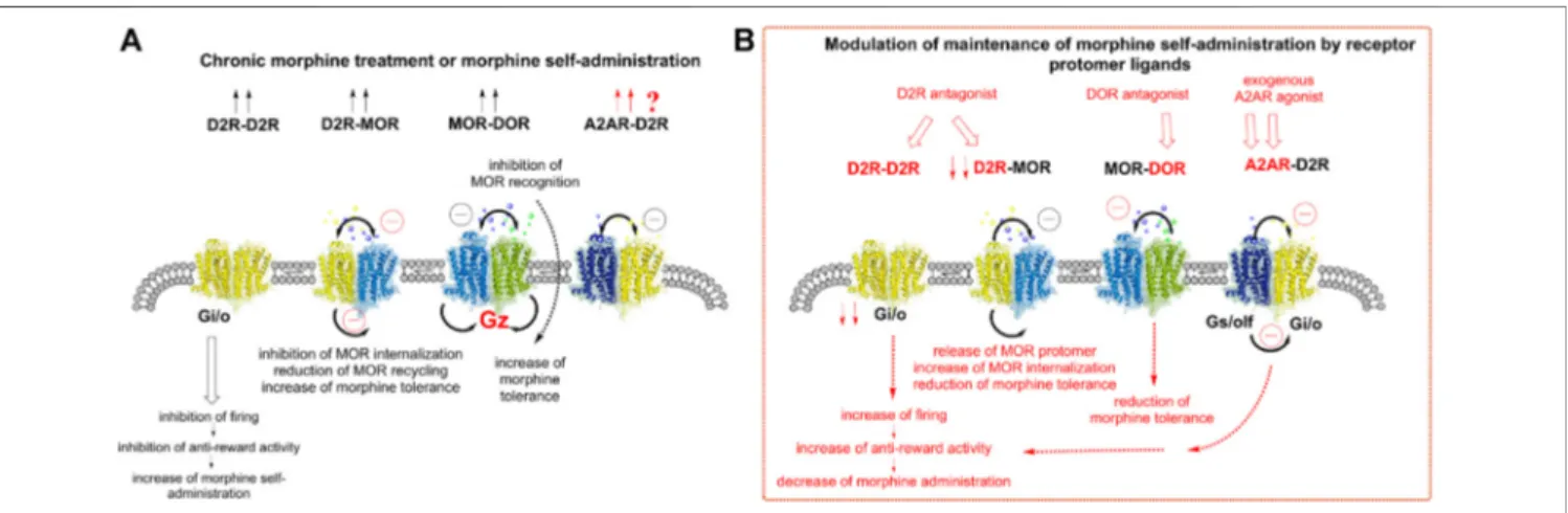 FIGURE 2 | Understanding the role of the A2AR-D2R heteroreceptor complexes in modulating the changes in the activity of the ventral striatal-pallidal GABA antireward neurons induced by chronic morphine treatment or morphine self-administration