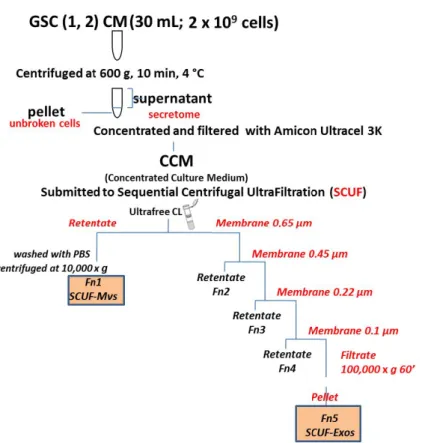 Figure 1. Isolation procedures of EVs from the conditioned medium (CM) of GSCs. Flow chart 