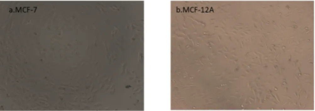 Figure 1 a,b the MCF-7 breast cancer and MCF-12A breast cell lines, which were exposed to the extracts to evaluate antiproliferative effects