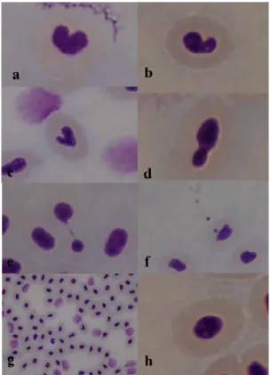 Fig. 9.  Eritrociti  maturi  con  micronuclei  e  anomalie  nucleari:  nuclei  kidney  (a,  b),  nuclei  lobati  (c,  d),  nuclei  segmentati  (e),  micronuclei  (f),  eritrociti  maturi (g) e nucleo normale (h)