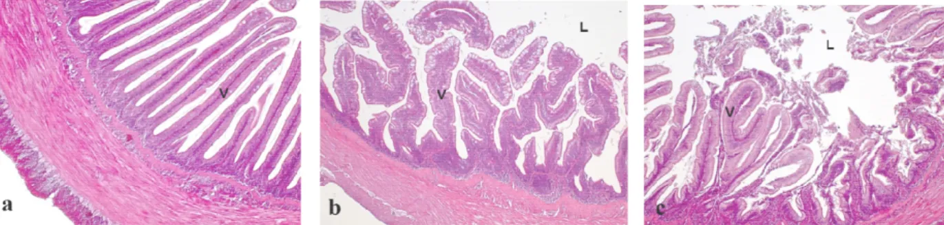 Fig. 21. Sezione trasversale dell’intestino distale di Dicentrarchus labrax esposte cronicamente a microplastiche per 90  giorni (a) CTRL (b) MPV (c) MPI