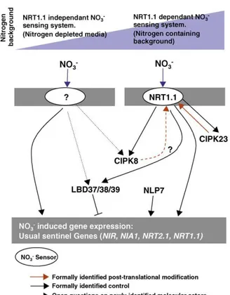Figure 4.  Model of the signaling molecules acting in nitrate  supply by Krouk et al., 2010 