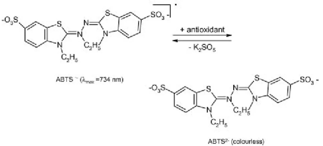 Figure 15  Reaction of the ABTS radical in the presence of the antioxidant compound during  the ABTS assay (Zulueta et al 2009)
