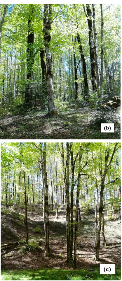 Fig. 5 Forest conditions at the time of the first soil sampling (2017) in: (a) control (T1);  (b) traditional treatment (T2); (c) innovative treatment (T3)