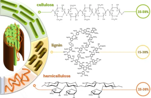 Figure  1.1  Chemical  structure  of  the  lignocellulosic  material  and  its constituents: cellulose, hemicellulose, lignin [14]