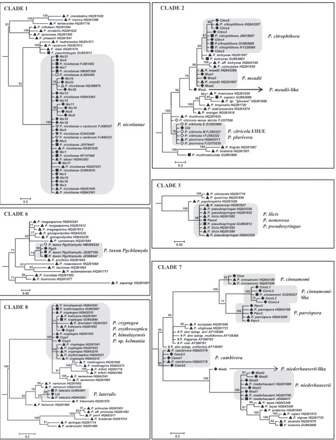 Figure 1 Phylogenetic trees built using unique sequences representative of all detected sequence types, ♦; along with sequences of reference isolates from Aragon-Caballero et al