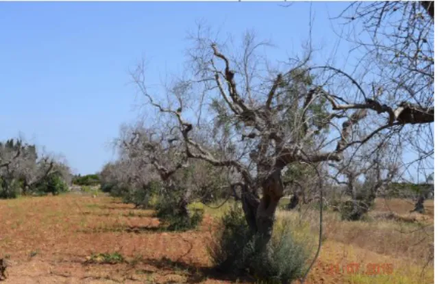 Figura 7. Olivi colpiti da Xylella fastidiosa in Salento. 