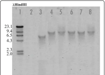 Fig. 5 Southern blot analysis of ΔDhPKS1 transformants (lanes 4–8) and Diaporthe helianthi strain 7/96 (lane 2) genomic DNA digested with SpeI + BglII, by hybridization with a hygromycin-resistance cassette specific probe