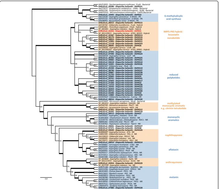 Fig. 2 Phylogenetic tree of Diaporthe helianthi PKSs proteins (highlighted in bold) and reference PKSs from other fungi based on Karlsson et al., [34] 
