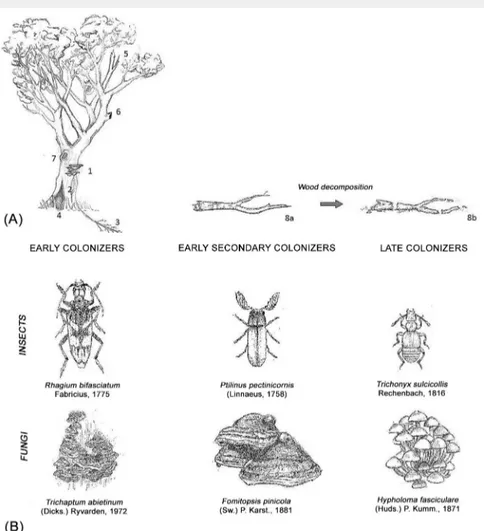 Tab. 2 - Main characteristics of fungal groups succeeding on deadwood from fresh to