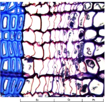 Figure 1.  Beginning of xylem differentiation with dividing cambium and  cells in enlargement phases (DOY 160, Site LA)