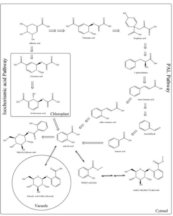 Figure 1. Metabolic pathways involved in the biosynthesis of salicylic acid (SA). Plants use two pathways for SA production, the phenylalanine ammonia-lyase (PAL) (which is divided into two sub-pathways, benzoic acid, and o-coumaric acid) and the isochoris