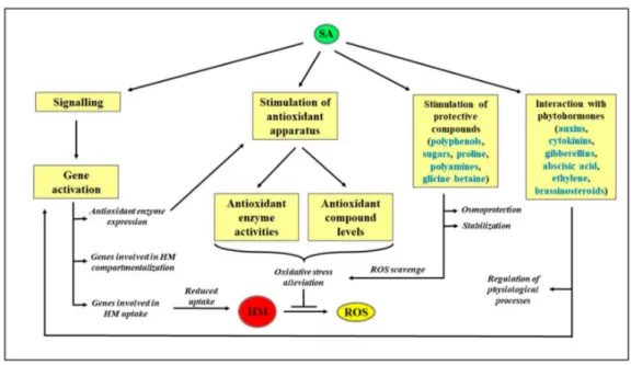 Figure 2. Schematization of the protective role exerted by SA in HM-stressed plants. HM: Heavy metals; ROS: Reactive oxygen species; SA: Salicylic acid.