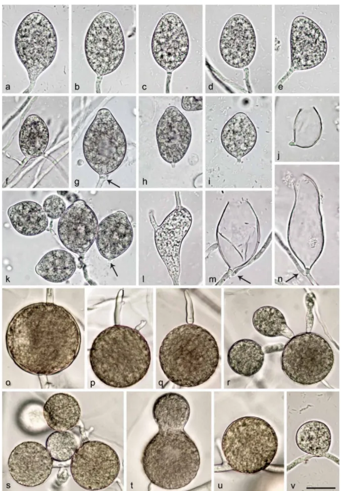 Fig 6   Morphological structures of Nothophytophthora chlamydospora.	—	a–n.	Structures formed	on	V8	agar	flooded	with	soil	extract;	a–i.	mature	non-papillate	 sporangia;	a–e.	borne	terminally	on	unbranched	sporangiophores;	a.	ellipsoid	with	tapering	base;	