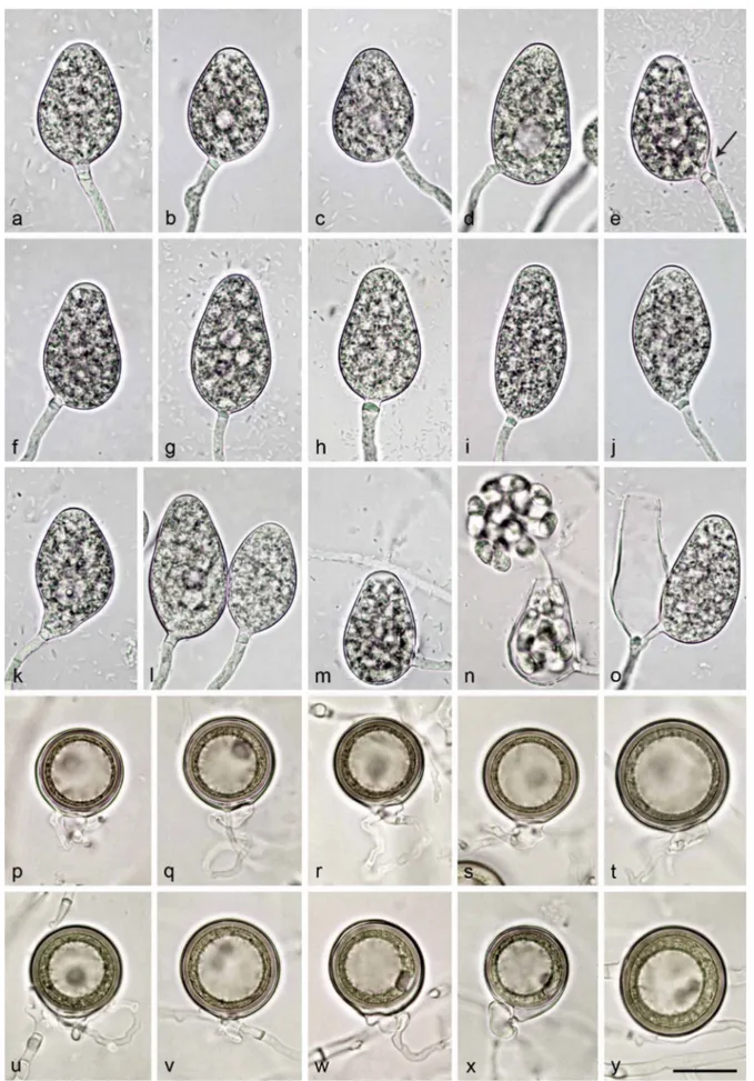 Fig. 7   Morphological structures of Nothophytophthora intricata.	—	a–o.	Non-papillate	sporangia	with	conspicuous	basal	plugs	formed	on	V8	agar	flooded	 with	soil	extract;	a–n.	borne	terminally	on	unbranched	sporangiophores;	a–d.	ovoid	to	elongated-ovoid;	