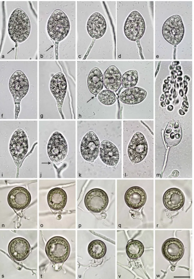 Fig. 9   Morphological structures of Nothophytophthora vietnamensis.	—	a–m.	Mature	non-papillate	sporangia	with	conspicuous	basal	plugs	formed	on	V8	 agar	flooded	with	soil	extract;	a–e.	ovoid;	a–b.	with	beginning	external	proliferation	close	to	sporangial