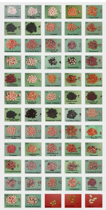 Figure 3. Fifteen-seven Sicilian common bean landraces conserved at SPGR/PA and “Living Plants 