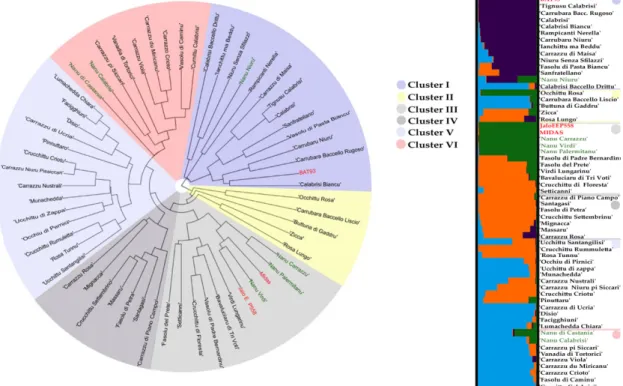 Figure 6. On the left phylogenetic analysis of Sicilian common bean germplasm collection, based on  Bruvo’S distance coefficient and UPGMA cluster analysis