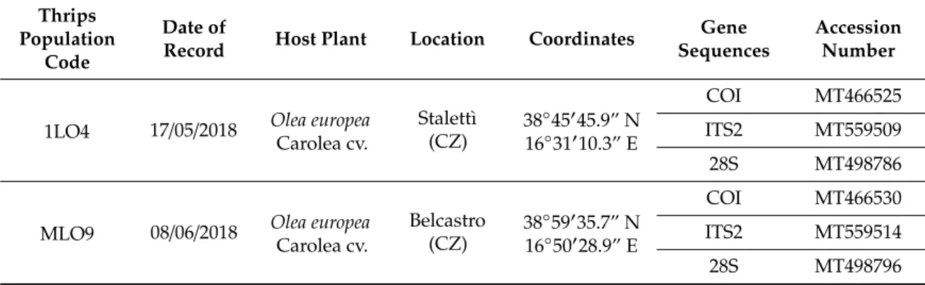 Table 2. Information about Liothrips oleae and the accession numbers related to the gene sequences of the samples analyzed.