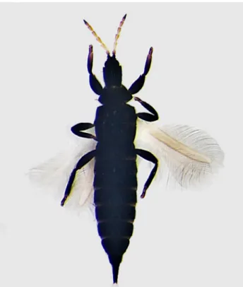 Figure 2. Liothrips oleae. Slide-mounted adult female.
