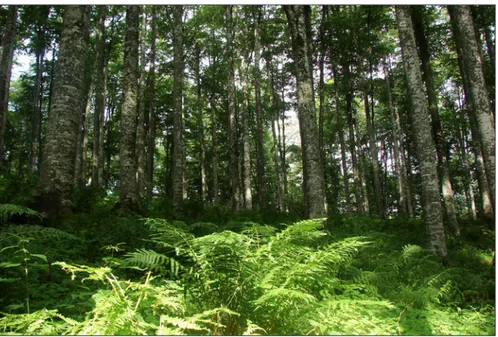 Figure 3 - The Chiarano-Sparvera forest (Photo courtesy of G. Matteucci).
