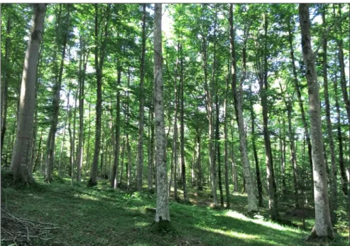 Figure 6 - The  Pennataro forest (Photo courtesy of U. Di Salvatore).