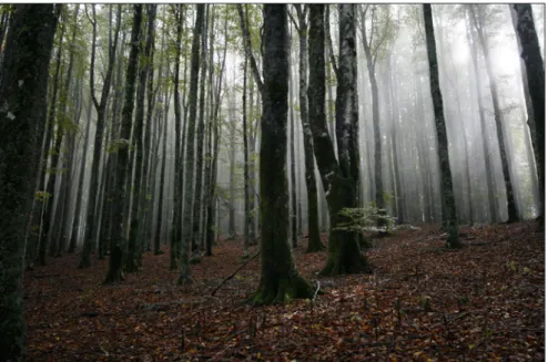 Figure 9 - The Ko č evski Rog forest (Photo courtesy of L. Kutnar).
