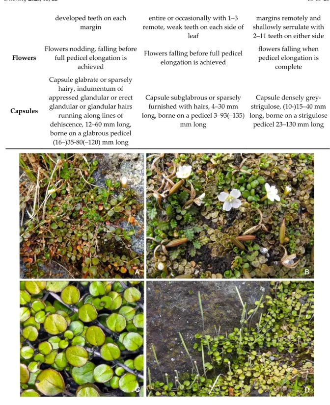 Figure 1. Comparison images of three New Zealand creeping Epilobium species naturalized in 