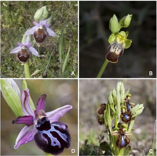 Figure 2. Species not documented by herbarium specimens in Appendix A: (A) Ophrys crabronifera, 