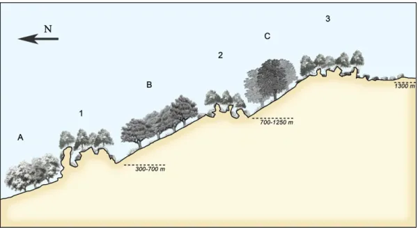 Figure 5. A, B, and C: climatic forests of A)  Myrto communis-Quercetum rotundifoliae;  B)  Poterio  agrimonioidis-Quercetum suberis;  C)  Arbuto unedonis-Quercetum pyrenaicae