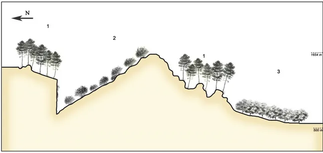 Figure 7. 1) Pinewood of Rhamno lycioidis-Pinetum halepensis.  2) Communities of Teline patentis-Pistacietum  terebinthi