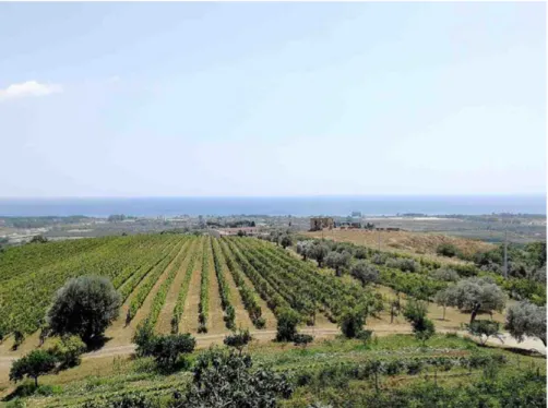 Figure 6. Regenerated vineyards landscape facing the Ionian Sea in Maremonte (Y. Ou, 2018).