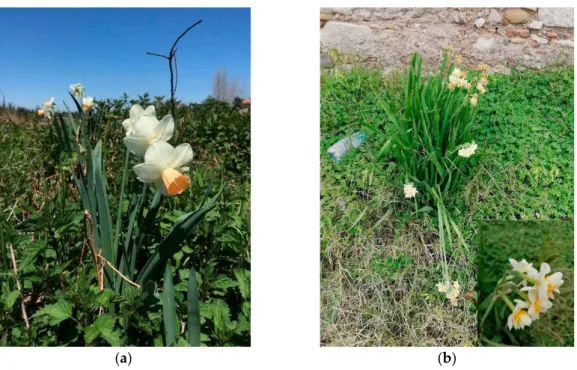 Figure A1. Two different cultivars of Narcissus cv. collected in the Reggio Calabria province