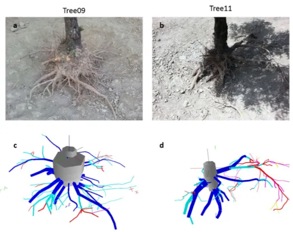 Figure 1.  3D image reconstruction of the two studied olive root systems. Comparison between the images 