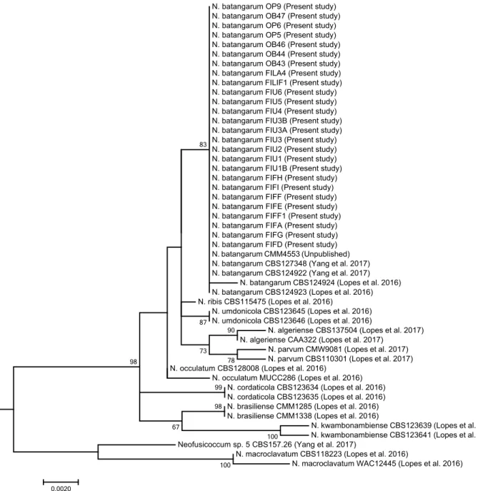Figure 4. Phylogenetic tree of isolates of Neofusicoccum collected in the present study from Opuntia ficus-indica, and representative isolates 
