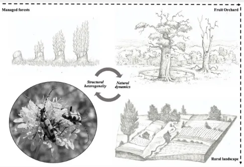 Fig. 6 - A graphical representation of chestnut agroforestry systems and rural matrix