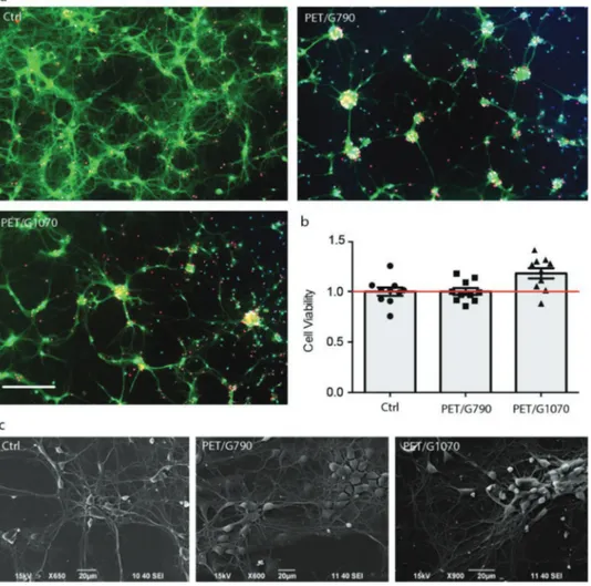 Figure 5.  Neuronal viability. a) Primary rat cortical neurons were grown onto glass (Ctrl), PET/G1070 and PET/G790 for 14 days