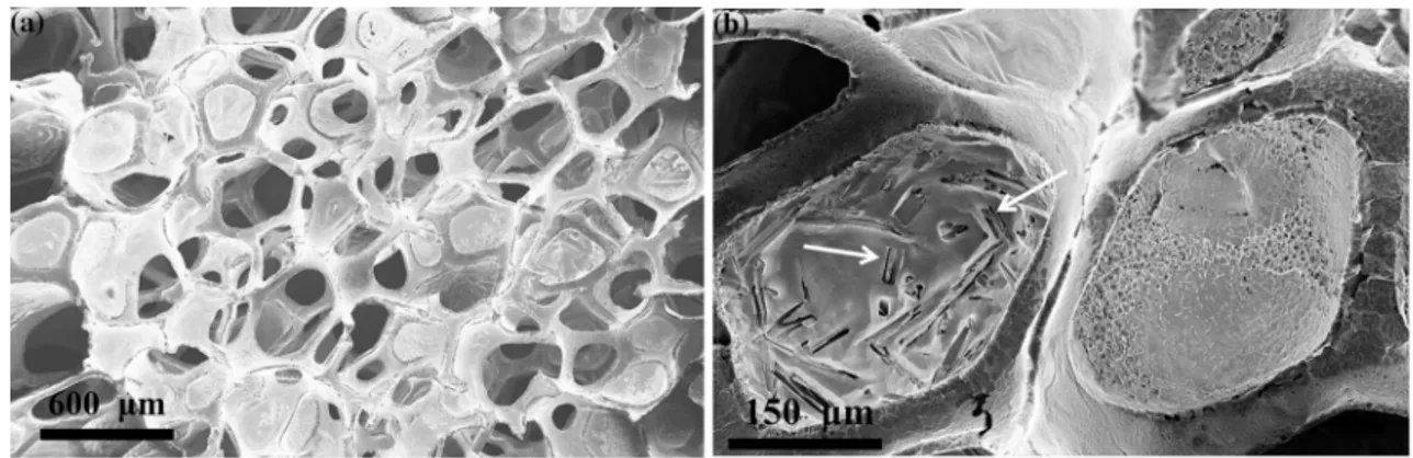 Figure 10 displays SEM micrographs of samples prepared with the mixed CD/PCL solutions  (Route-3), where different relative concentrations were applied as detailed in the caption