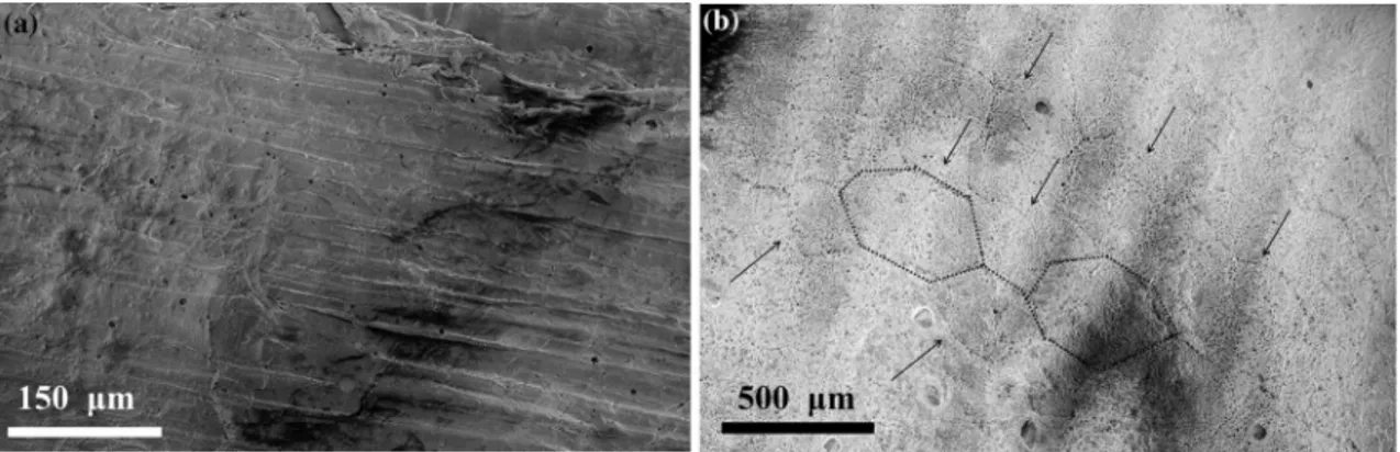 Figure 5 shows the SEM micrographs of PCL scaffold prepared by Route-2. When Ni is taken off by  etch-ing, some voids are created as highlighted by the arrows in Fig