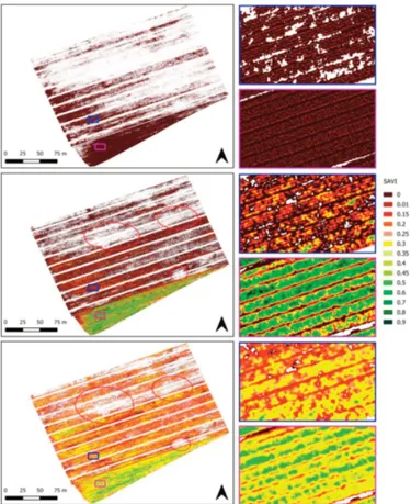 Fig. 6 - Analisi del vigore vegetativo delle colture di cipolla secondo le mappe SAVI da novembre 2018 (in alto) a gennaio 2019 (in basso).