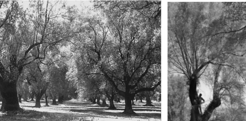 Figure 1. Typical olive-grove in ‘Plain of Gioia Tauro’ and an example of traditional pruning