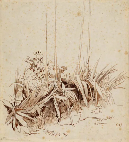 Figura 4. Edward Lear, Reggio Calabria, schizzo a soggetto botanico (yucca), datato 26 luglio  1847, penna inchiostro marrone e acquerello