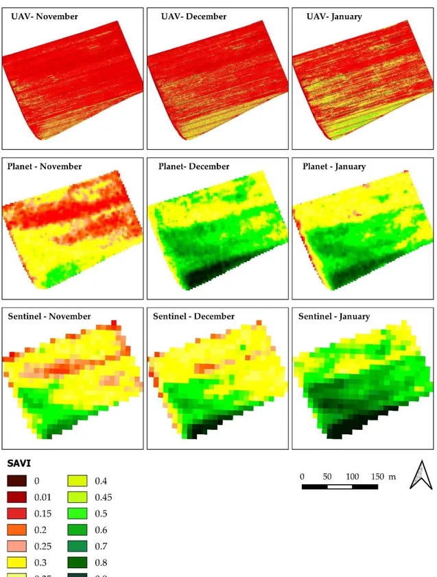 Figure 4. SAVI (soil adjusted vegetation index) maps, showing onion crop, derived from the platforms  UAV (top), satellite PlanetScope (center), and Satellite Sentinel-2 (bottom) at their native resolutions  (5 cm for UAV, 3 m for PlanetScope, and 10 m for