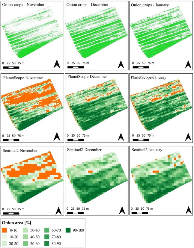 Figure 9. Maps showing onion crop area, derived from the UAV imagery (top), and the percentage of  area covered by onion crop within PlanetScope’s (center) and Sentinel-2’s (bottom) pixels at their  native resolutions (3 m for PlanetScope, and 10 m for Sen