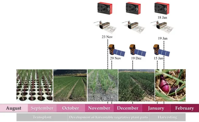 Figure 2. Crop cycle of the onion, dates of the unmanned aerial vehicles (UAVs) surveys, and imagery  acquisition