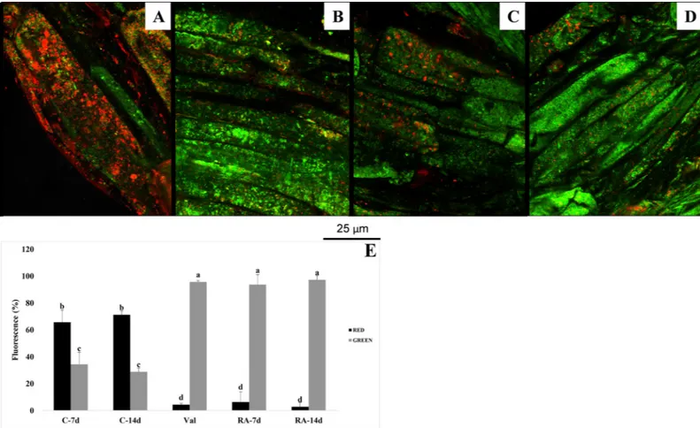 Fig 4. Effects of rosmarinic acid on mitochondrial membrane potential. Mitochondrial membrane potential ( ΔCm) in meristematic root cells of Arabidopsis thaliana treated with 175 μM RA and stained with the fluorochrome JC-1