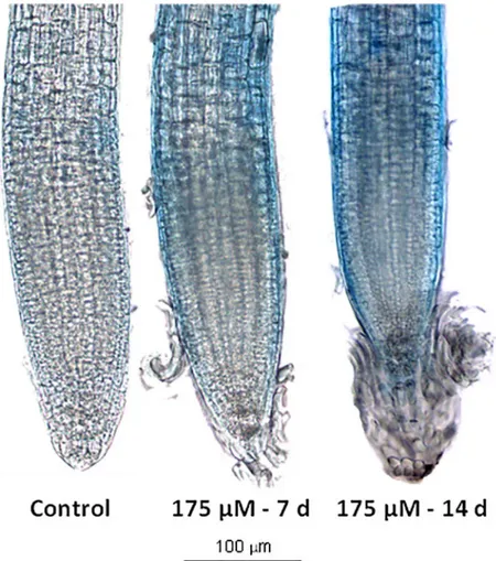 Fig 6. Cell death evaluation on rosmarinic acid-treated A. thaliana root meristem. Trypan blue staining of Arabidopsis roots after 7 and 14 d of growth with 0 and 175 μM RA