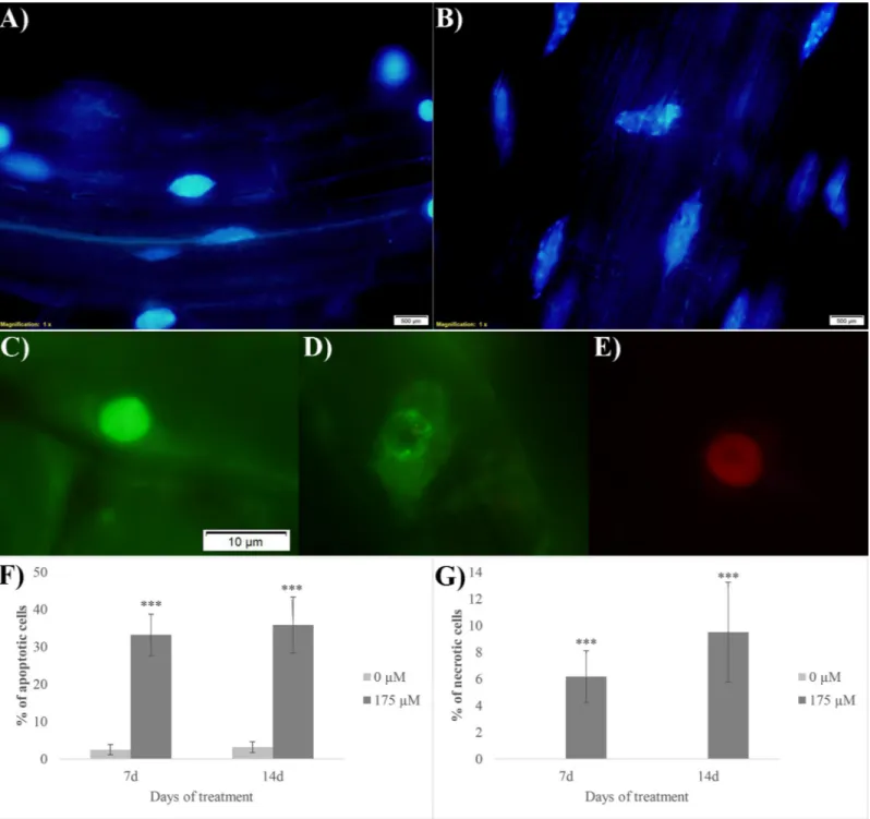 Fig 7. Cell death evaluation on rosmarinic acid-treated A. thaliana root meristem. Images of cells double stained with DAPI (A-B) and acridine orange/ethidium bromide (C-E): A) nuclei of the control cells stained with DAPI, B) nuclei of the RA-treated cell