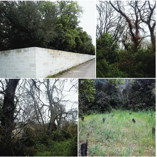 Figure 2. A native, walled holm oak forest stand in the Salento Peninsula used in the past as private park and game reserve (Maglie,  Lecce; A); the picture was taken before the epidemic of the dieback; B–C);dead holm oak trees in native, almost pure stand